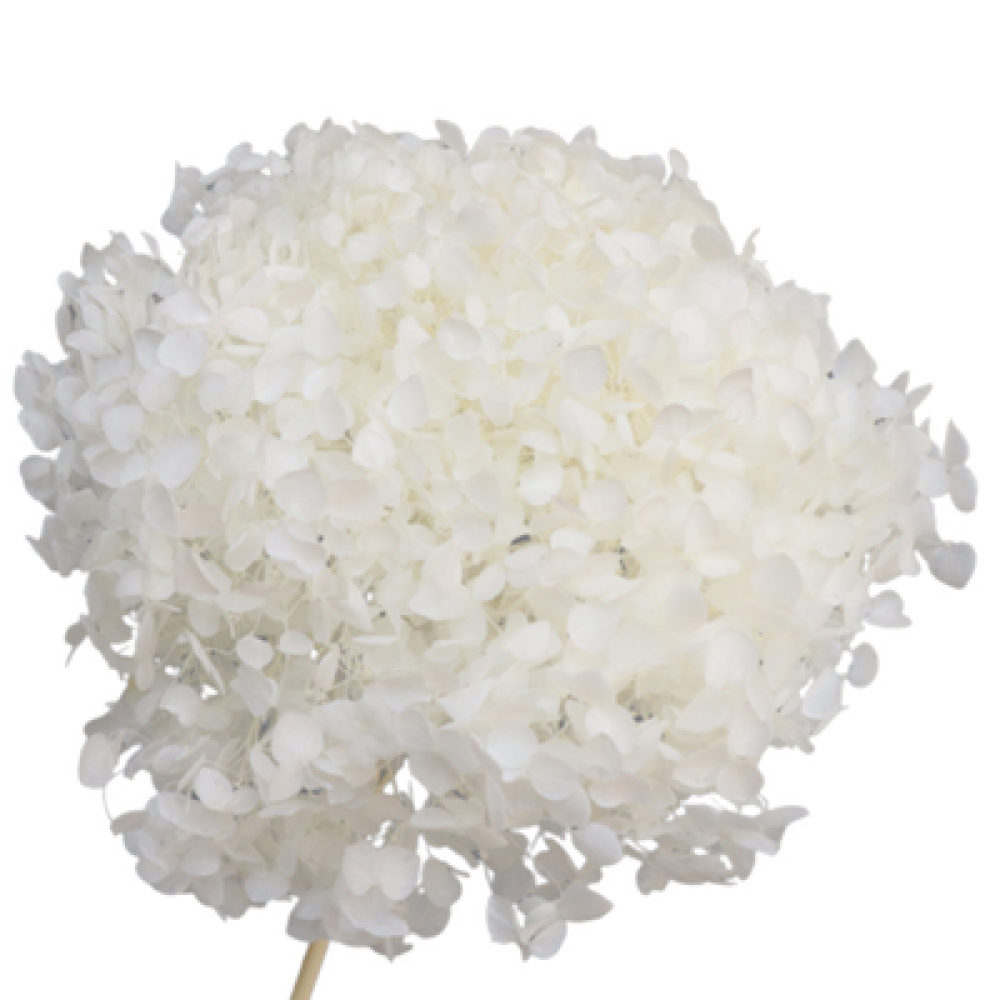 White Dried Hydrangea | Wholesale Flowers